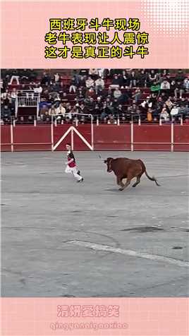 西班牙斗牛现场， 老牛表现让人震惊， 这才是真正的斗牛！##生活幽默#搞笑#搞笑日常#搞笑段子 