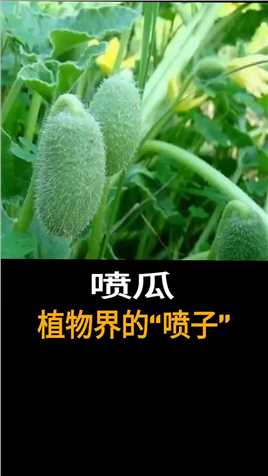 喷瓜，植物界的“喷子”