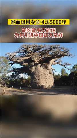 猴面包树寿命可达5000年，能吃能喝又能住，为何引进中国却大变样