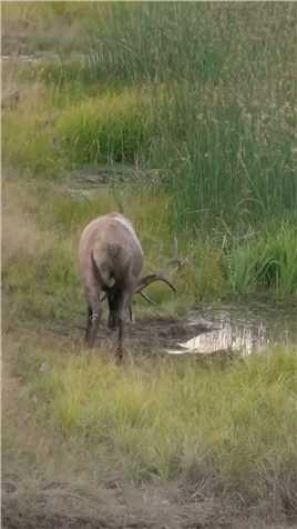 大鹿玩水。