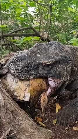 科莫多巨蜥怒怼海龟