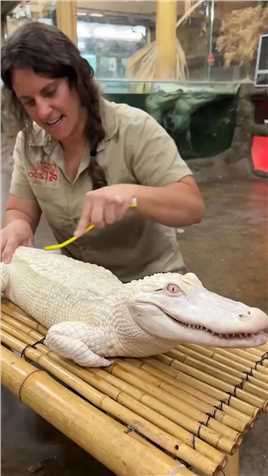 女子清洗鳄鱼的身体。