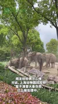 上海野生动物园一大象被同伴撞倒 园方：争领地现象，没有受伤