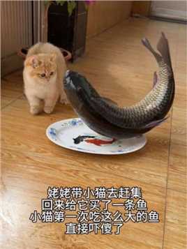 小猫：这鱼想扇我！ #萌宠出道计划 #谁能拒绝傻憨憨的小猫咪 #小奶猫