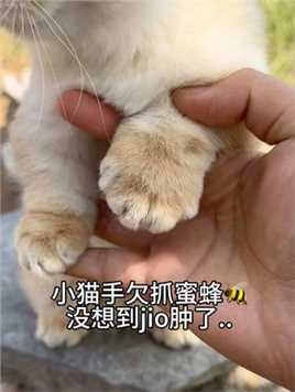 好大的jio…哈哈哈 #猫咪的迷惑行为 #萌宠出道计划