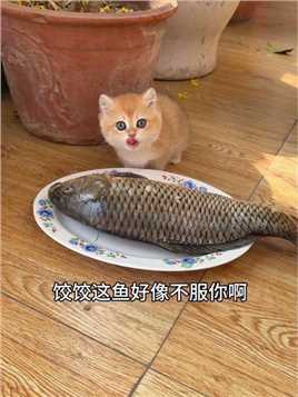 鱼：小猫咪你除了弄我一脸口水，还能干什么？