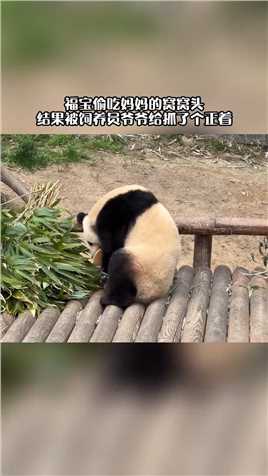 贪吃熊猫的倒霉日常，hhh。