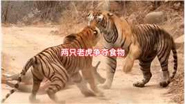 两只的冲突两只老虎因为食物，而引发的冲突#野生动物零距离##老虎老虎🐯🐯🐯🐯 