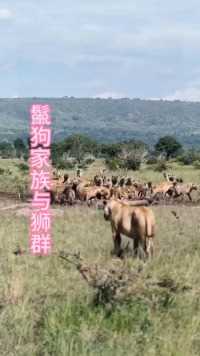 庞大的鬣狗家族与狮群抢夺食物！#弱肉强食的动物世界##野生动物零距离 