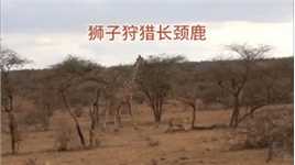 狮子狩猎长颈鹿，奈何实力有限！#弱肉强食的动物世界#看动物世界品百味人生