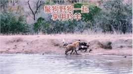 鬣狗与野狗一起享用羚羊！#弱肉强食的动物世界#野生动物零距离

