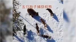 五只猎狗追逐棕熊，最终将其拿下！#野生动物零距离#弱肉强食的动物世界