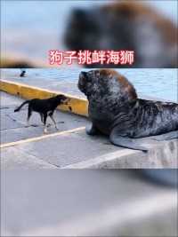 狗子挑衅岸边休息的海狮！#野生动物零距离##动物的迷惑行为 