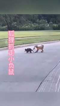 负鼠妈妈背着孩子，被狐狸抓走一只！#野生动物零距离弱肉强食的动物世界