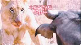 狮妈妈抓回一头小野牛，给小狮子练习！#弱肉强食的动物世界#野生动物零距离
