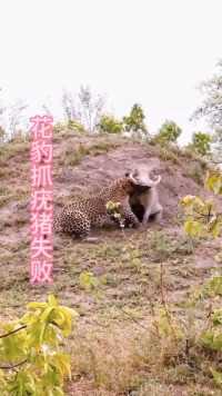 疣猪蓬蓬惊险从花豹口中逃生！#野生动物零距离#弱肉强食的动物世界