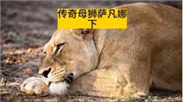 一只由老虎养大的母狮(下)#野生动物零距离#看动物世界品百味人生