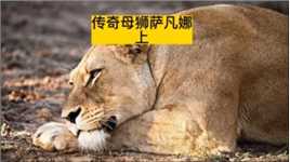 一只由老虎养大的母狮(上)#野生动物零距离#弱肉强食的动物世界