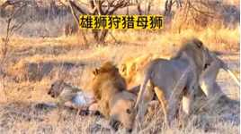 四只年轻雄狮攻击一只母狮！#弱肉强食的动物世界#野生动物零距离#狮子