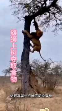 雄狮上树夺走了花豹的食物#野生动物零距离#看动物世界品百味人生#弱肉强食的动物世界