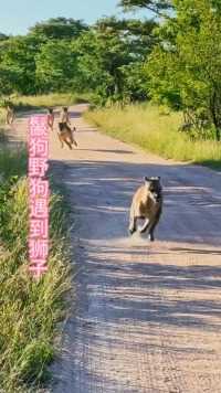 鬣狗跟随野狗出门狩猎，半路遭遇狮群埋伏！#动物世界#鬣狗#野狗#弱肉强食的动物世界