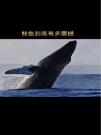 鲸落到底有多震撼