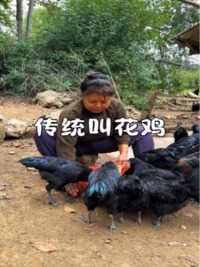 妈妈制作洪七公叫花鸡，很多人都担心，后面羽毛怎么办，烤好了毛会粘在泥巴上，自动脱落。