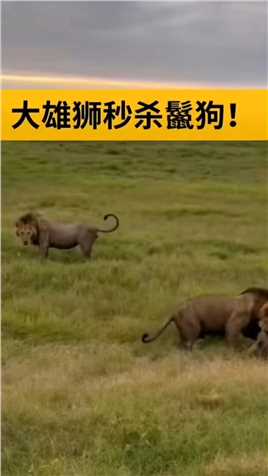 . 大雄狮锁喉杀死鬣狗，真猛！#动物世界