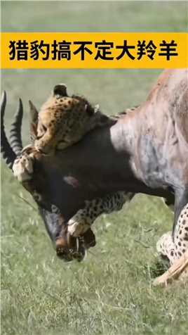 . 两只猎豹也很难搞定一只大羚羊！#精彩的动物世界