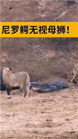 两只母狮打不过尼罗鳄！#动物世界
