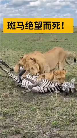 . 斑马被狮子锁的那一刻已经认命！#动物世界