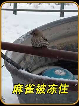 被冻在金属栅栏上的小鸟被好心人救出