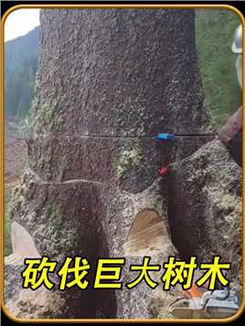 伐木工人砍伐一棵千年古树，这波技术真的是太厉害了！