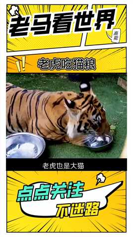老虎吃猫粮。