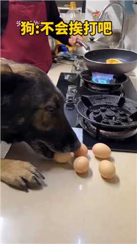#狗 狗我想吃个鸡蛋，不知道女主人会不会打我！