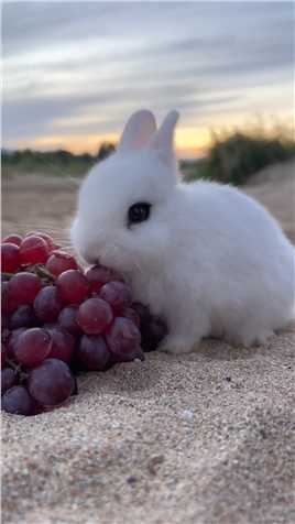 这小兔兔也太会享受了吧#兔子#萌宠#可爱#吴映香新歌能不能