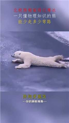 北极熊匍匐通过薄冰，一只懂物理知识的熊，能少走多少弯路！#搞笑 