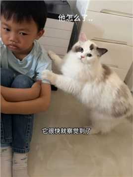 那个被几千万人围观的偷水饺的猫是如此懂事粘人… #猫和孩子 #萌娃和萌宠