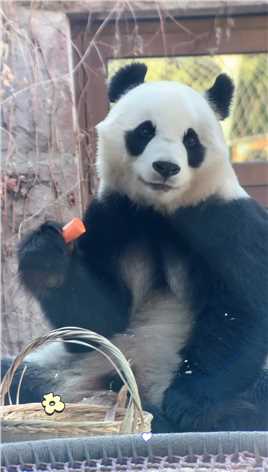 说说从什么时候开始白天儿走进您心里的呢？#大熊猫白天 #来这吸熊猫 #治愈系 #熊猫界顶流 #国宝不愧是国宝.mp4



