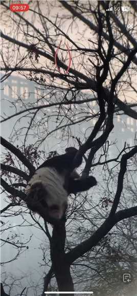 评论“闪闪发光的我”让我们看看闪闪发光的你是什么样的吧～#大熊猫白天 #来这吸熊猫 #治愈系 #大熊猫白天上树 #2023出圈大熊猫.mp4



