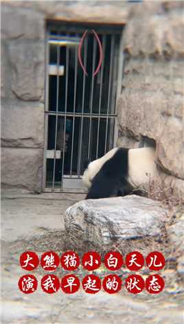 是的，这是我冬天的起床状态！2023.12.4 大熊猫小白天家门口#来这吸熊猫 #国宝熊猫 #治愈系 #大熊猫白天 #冬天不想起床.mp4

