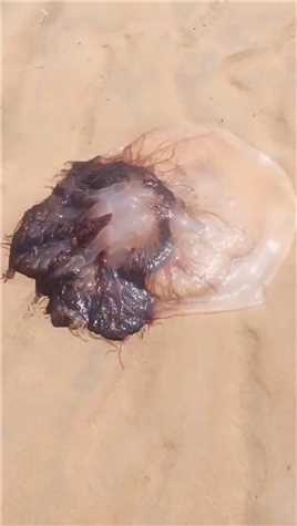 海边赶海抓海鲜，发现了一只搁浅的大水母，还有许多奇怪的海洋小生物