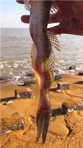 海边赶海抓海鲜，发现了一条搁浅的龙尾鱼，还有许多奇怪的海洋小生物