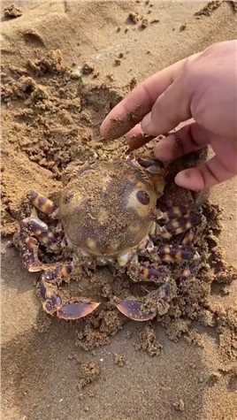 海边赶海抓海鲜，发现了一只搁浅的鬼面蟹，还有许多奇怪的海洋小生物