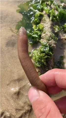海边赶海抓海鲜，发现了一只搁浅的沙虫，还有许多奇怪的海洋小生物