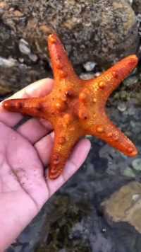 海边赶海抓海鲜，发现了一只海五星的标本，还有许多奇怪的海洋小生物