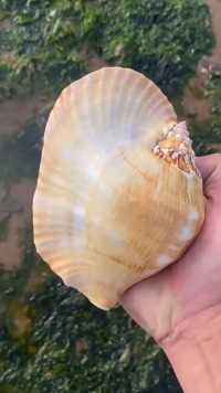 海边赶海抓海鲜，发现了一只手掌大的海螺壳，还有许多奇怪的海洋小生物
