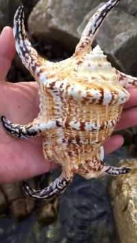 海边赶海抓海鲜，发现了一只六角海螺壳，还有许多奇怪的海洋小生物