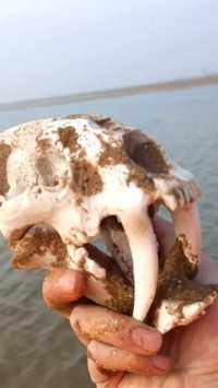 海边赶海抓海鲜，发现了一块动物的头骨，还有许多奇怪的海洋小生物