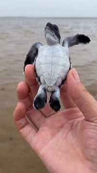 海边赶海抓海鲜，发现了一只搁浅的小海龟，还有许多奇怪的海洋小生物